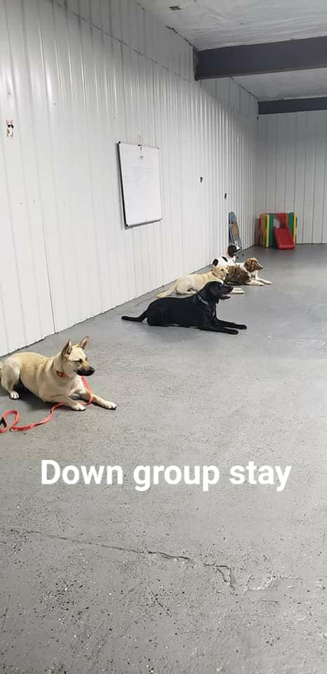 Training The Bark Academy Specialized Dog Training Doggy Daycare